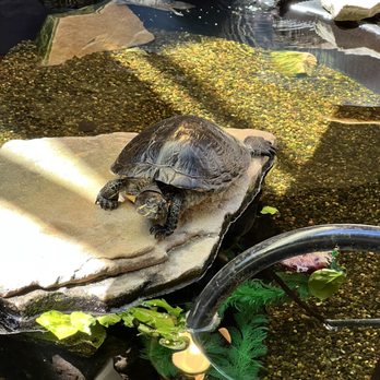 River Trail Nature Center - Turtle - Parks Near Me - Northbrook, Illinois