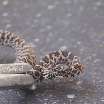 Wildlife Removal Services - Baby Rattlesnake removed from a customers driveway - Pest Control Near Me - Escondido, California Wildlife Removal Services - Baby Rattlesnake removed from a customers driveway - Pest Control Near Me - Escondido, California
