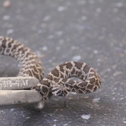 Wildlife Removal Services - Baby Rattlesnake removed from a customers driveway