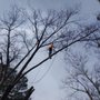 Photo of West Tree Service