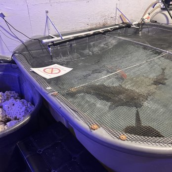 Alaska Coral & Fish - Really cool large aquarium options as well - Aquariums Near Me - Anchorage, Alaska Alaska Coral & Fish - Really cool large aquarium options as well - Aquariums Near Me - Anchorage, Alaska
