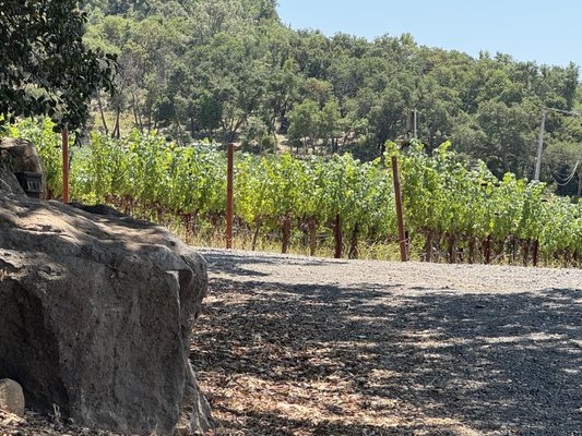 Chappellet Winery by null