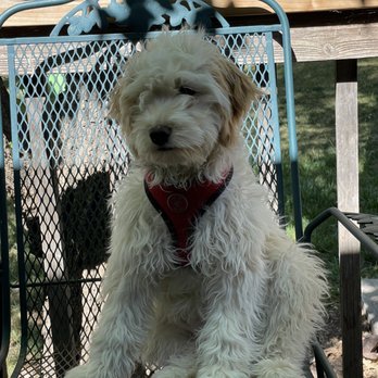 Waggin' Tails - Pet Sitting Near Me - Alamogordo, New Mexico Waggin' Tails - Pet Sitting Near Me - Alamogordo, New Mexico