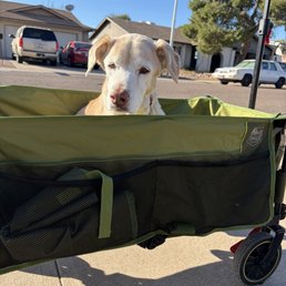 A dog in a wagon. A dog in a wagon.