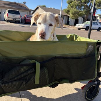 All About Restful Pets - A dog in a wagon. - Pet Hospice Near Me All About Restful Pets - A dog in a wagon. - Pet Hospice Near Me