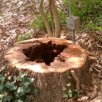 Acer Tree Service - Tree Service - Tree Services Near Me - Trumbull, Connecticut Acer Tree Service - Tree Service - Tree Services Near Me - Trumbull, Connecticut