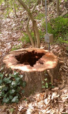 Tree Services - Besides tree removal, you can depend on us for Tree evaluations, custom pruning, safety pruning, tree cabling, stump grinding, and firewood. We are always prepared to help you. Tree Services - Besides tree removal, you can depend on us for Tree evaluations, custom pruning, safety pruning, tree cabling, stump grinding, and firewood. We are always prepared to help you.