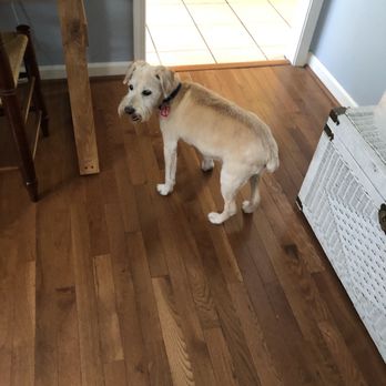 PAMPERED PET SALON &amp; BOARDING SUITES - Updated January 2025 - 2720 