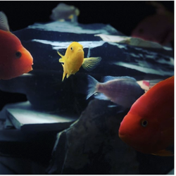 aquarium fish dealers near me