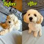 Photo of Cilie' Pet Grooming