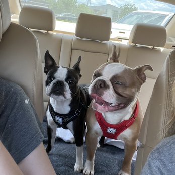 Starbucks - Puppers pre-pawpuccino. - Coffee & Tea Near Me - New Bern, North Carolina Starbucks - Puppers pre-pawpuccino. - Coffee & Tea Near Me - New Bern, North Carolina