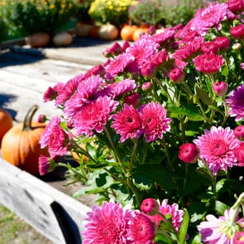 Dressel Farms - a display of flowers and pumpkins - Fruits & Veggies Near Me - New Paltz, New York