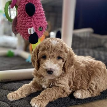 Golden Paw Puppies - Pet Breeders Near Me - Gobles, Michigan Golden Paw Puppies - Pet Breeders Near Me - Gobles, Michigan