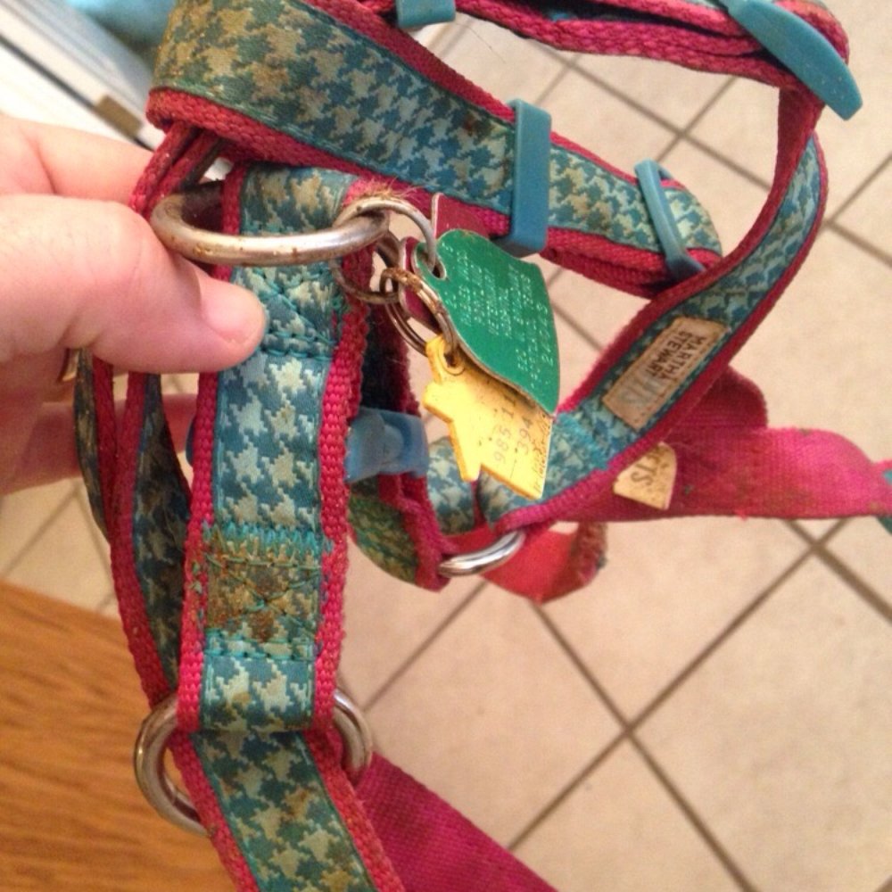 Bath And Biscuits - Nasty dirty poop on chewed harness - Pet Services Near Me - Portland, Texas Bath And Biscuits - Nasty dirty poop on chewed harness - Pet Services Near Me - Portland, Texas