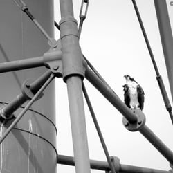 Lighthouse Beach & Fishing Pier - One of the Osprey.
