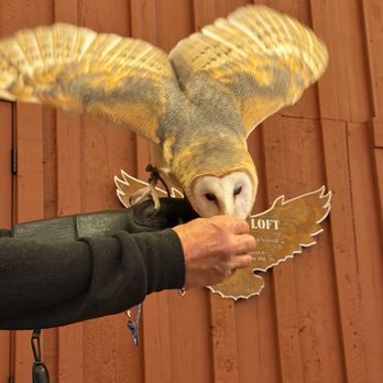 Teton Raptor Center - Zoos Near Me - Wilson, Wyoming Teton Raptor Center - Zoos Near Me - Wilson, Wyoming
