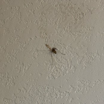 El Capitan Canyon - Dead bug hanging on the wall - Hotels Near Me - Santa Barbara, California