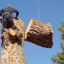 Tree Removal - Tree and bush trimming, removal, stump grinding, and land clearing.
No job is too big or too small. Residential, and commercial. All year round service. Tree Removal - Tree and bush trimming, removal, stump grinding, and land clearing.
No job is too big or too small. Residential, and commercial. All year round service.