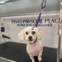 Tana's Pawsome Place