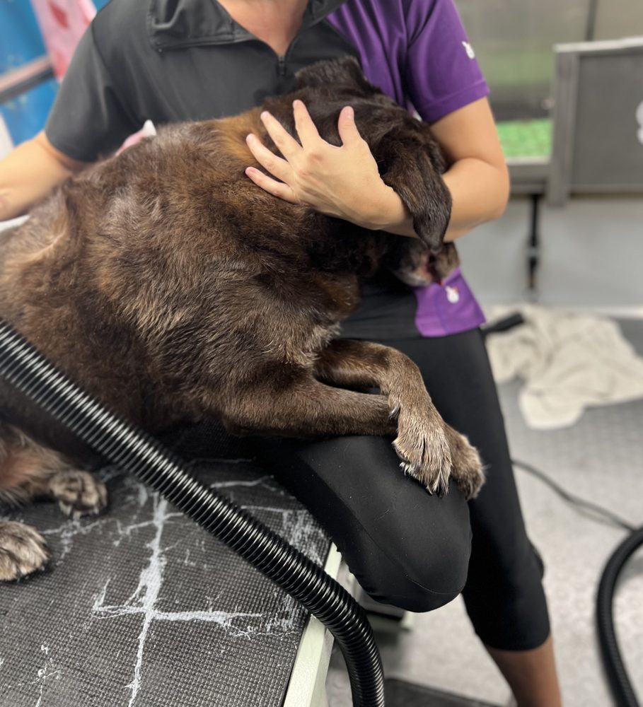 Pedal To The Paw Dog Spa Image