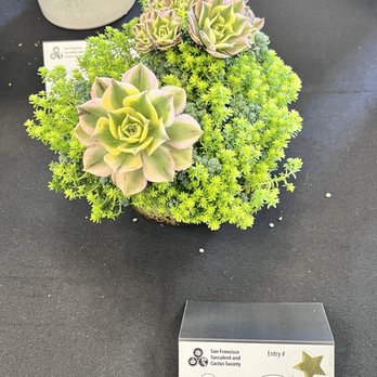 San Francisco County Fair Building - A succulent in Competition @ the Succulent Show 6/16/24 - Public Services & Government Near Me - San Francisco, California San Francisco County Fair Building - A succulent in Competition @ the Succulent Show 6/16/24 - Public Services & Government Near Me - San Francisco, California