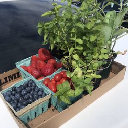 O & F Farms - Yummy berries! Buy one get one free potted herbs!