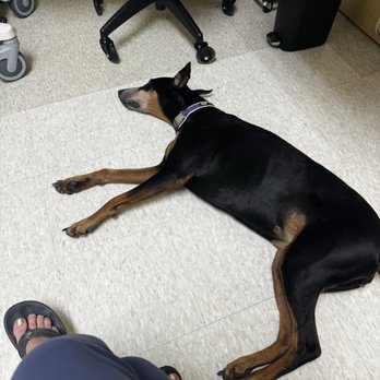Lindsey Veterinary Care - Stella relaxin' - Veterinarians Near Me - San Diego, California Lindsey Veterinary Care - Stella relaxin' - Veterinarians Near Me - San Diego, California