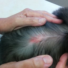 Cat had to be taken to the vet after getting groomed at For Paws salon. Cat had to be taken to the vet after getting groomed at For Paws salon.