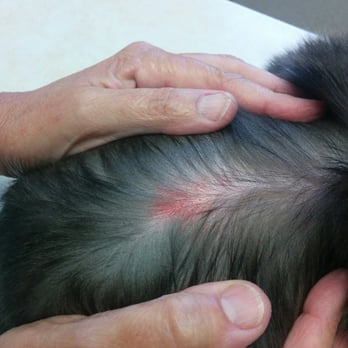 For Paws Salon - Cat had to be taken to the vet after getting groomed at For Paws salon. - Pet Groomers Near Me - Santa Barabra, California For Paws Salon - Cat had to be taken to the vet after getting groomed at For Paws salon. - Pet Groomers Near Me - Santa Barabra, California