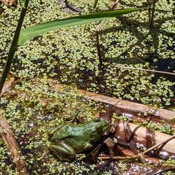 Spicer Lake Nature Preserve