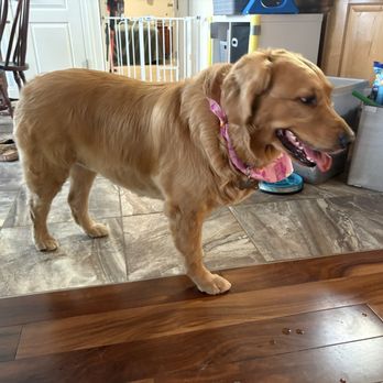 Pono Pups Mobile Grooming - Dog - Pet Groomers Near Me Pono Pups Mobile Grooming - Dog - Pet Groomers Near Me