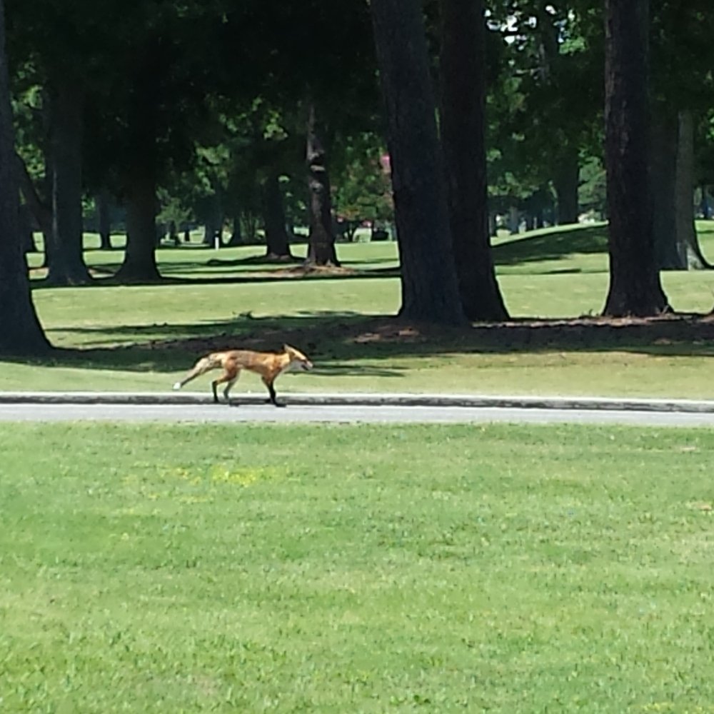 A fox taking a stroll down the cart path.