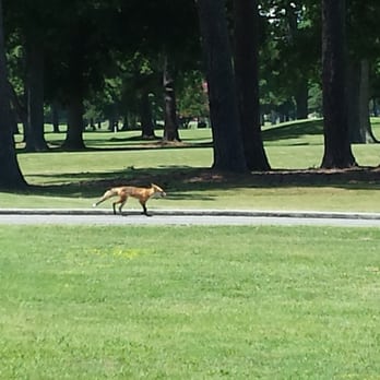 Ocean View Golf Course - A fox taking a stroll down the cart path. - Golf Near Me - Norfolk, Virginia