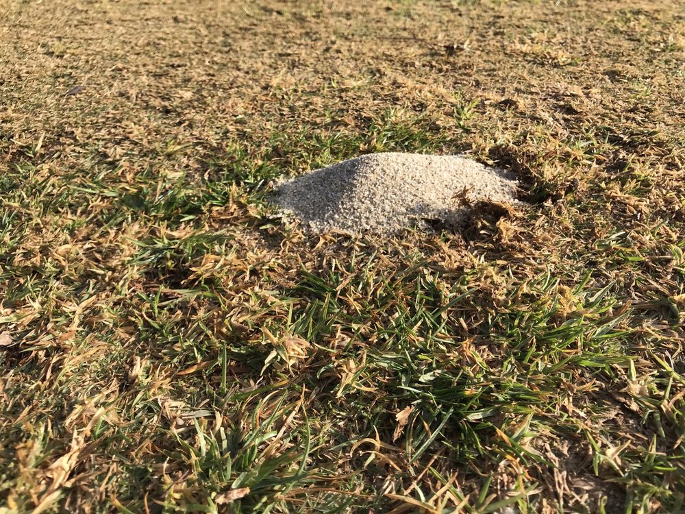 ENCINO MUNICIPAL GOLF COURSE Updated June 2025 59 Photos 63