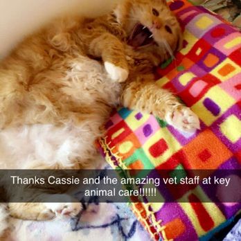 Keys Animal Care Center - Veterinarians Near Me - Key West, Florida