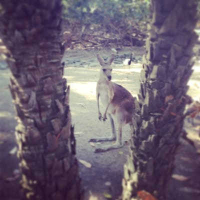 Wildlife Habitat by null