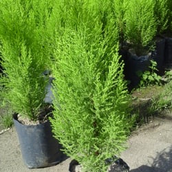 Vivero Argüello - Pinito para arbol de Navidad
