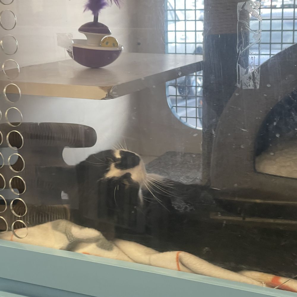 Unleashed by Petco - Cat for adoption - Pet Training Near Me - Monrovia, California Unleashed by Petco - Cat for adoption - Pet Training Near Me - Monrovia, California