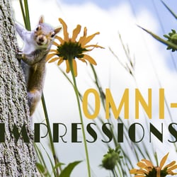Omni-Impressions graphic design company - Make your logos fit in social media profile pics