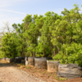 Alfaro Tree Sales - Nurseries & Gardening Near Me - Atascosa, Texas