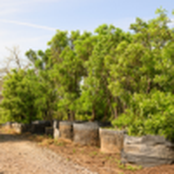 Alfaro Tree Sales