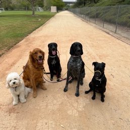Doggy group photo op Doggy group photo op