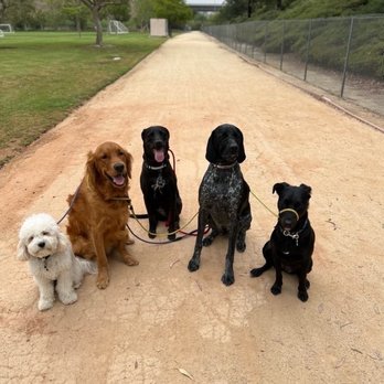 OC Pup Scouts - Doggy group photo op - Dog Walkers Near Me - Dana Point, California OC Pup Scouts - Doggy group photo op - Dog Walkers Near Me - Dana Point, California