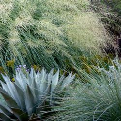 Waterwise Landscapes - Grasses and succulents
