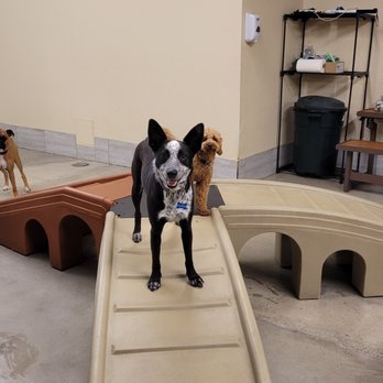 Workindoggz - Lots of great obstacles and toys for them to play with! - Dog Walkers Near Me - Hayward, California Workindoggz - Lots of great obstacles and toys for them to play with! - Dog Walkers Near Me - Hayward, California