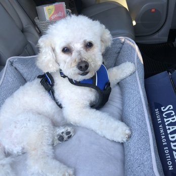 Tatiana's Pet Grooming - Pet Groomers Near Me - Milpitas, California Tatiana's Pet Grooming - Pet Groomers Near Me - Milpitas, California