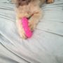 Photo of PatsysPups