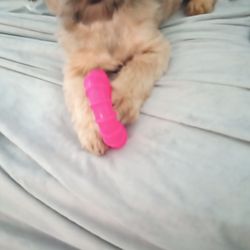 PatsysPups - Male Shorkie born April 14th , for this beautiful boy for your furever buddy , call me at 334 864 9595 .