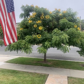 Octavio's Tree Service - Before - Tree Services Near Me Octavio's Tree Service - Before - Tree Services Near Me
