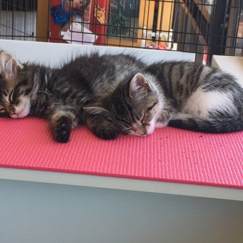 PHX Cat Cafe - Adorable sleepy kittens. - Pet Adoption Near Me - Phoenix, Arizona